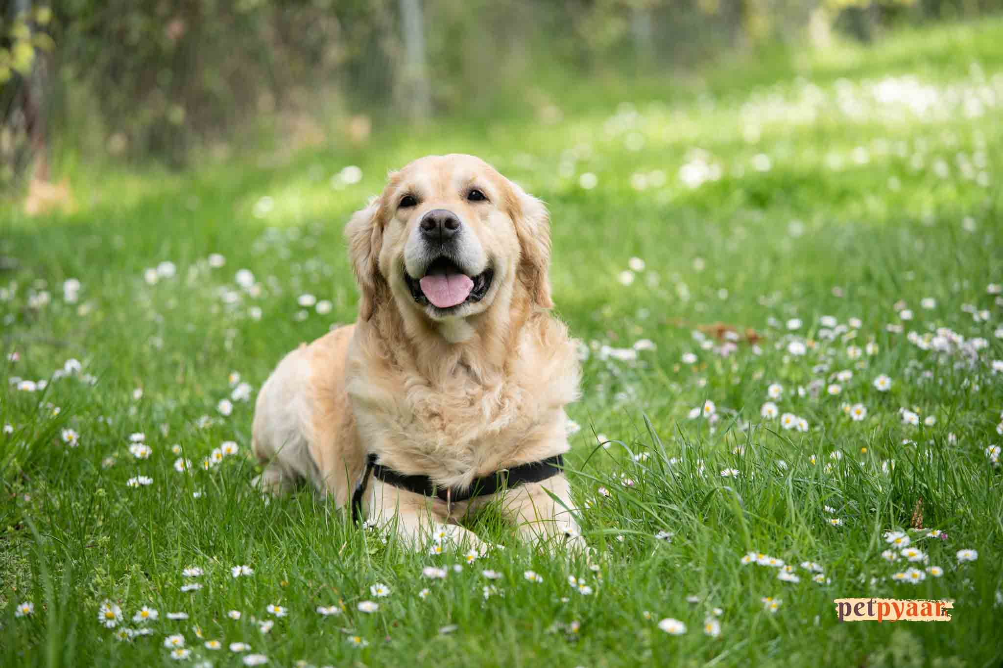 Traveling with Pets in India: Golden Retriever Puppy Travel Tips & Flying Best Practices